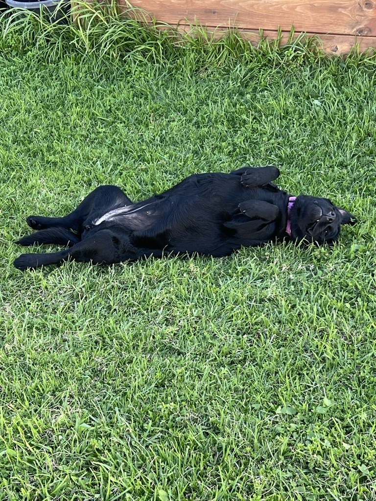 A relaxed black Labrador lying in lush green farm grass